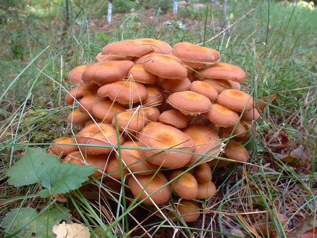 A pile of mushrooms  happily propagating on an old stump