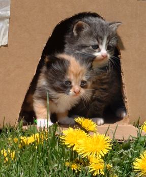 Cute Kittens