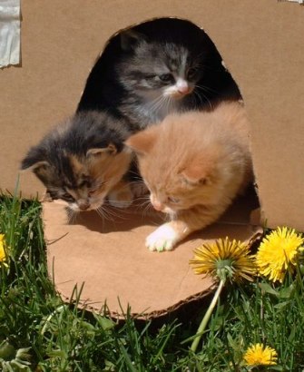 More Kittens