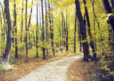 Elison Bay Bluff road in woods
