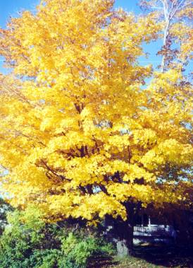 fall maple trees