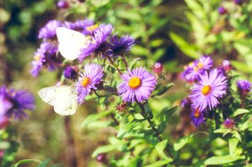 Door County Fall 2000